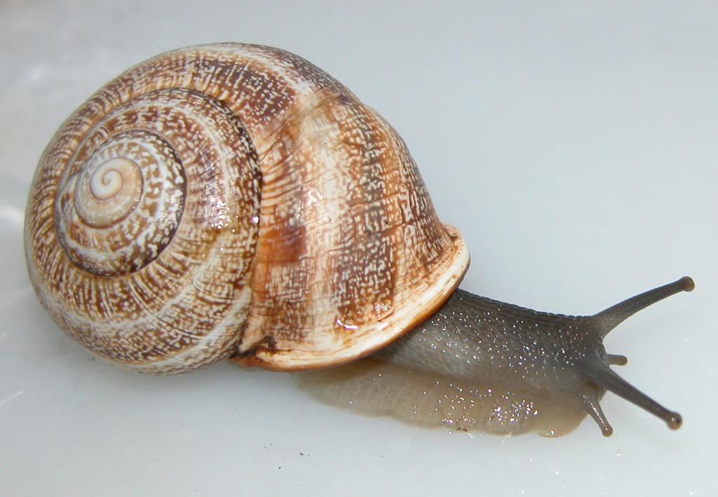 Milk snail The Storey Lab Cell and Molecular Responses to Stress